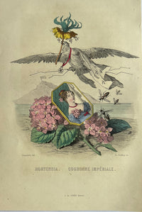 Thumbnail for Hortensia
