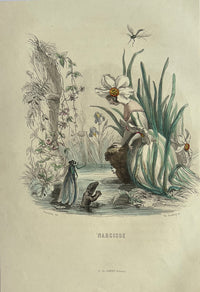 Thumbnail for Narcisse